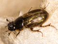 Melinopterus sphacelatus
